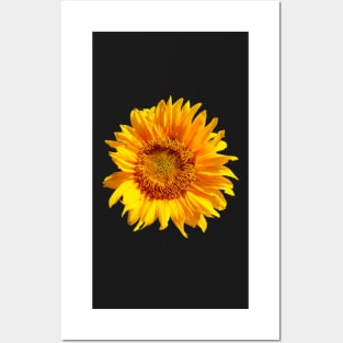 Real Sunflower Pattern for Summer/Autumn Fashion Posters and Art